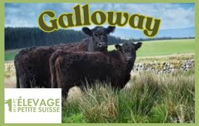 vaches Galloway sur l'Elevage de la Petite Suisse à Lompret